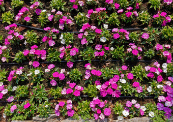 Above view of a flowerbed of purple flowers equipped with an irrigation system