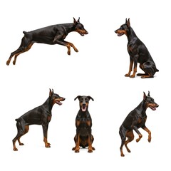 Dynamic Collection of Doberman Pinscher Poses on White Background - Perfect for Pet Enthusiasts and Breed Lovers
