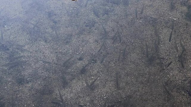 A school of small, cute loaches are swimming in the clear stream.작고 귀여운 송사리떼가 맑은 냇물에서 헤엄을 치고있습니다.