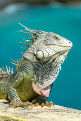 Close up portait of a Green Iguana on a wall in Sint Maarten island (Saint Martin), West Indies....