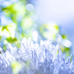 水晶クラスターと観葉植物（正方形）