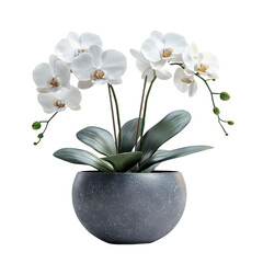 orchid arrangement isolated on transparent png