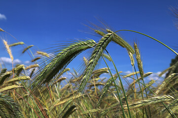 green ears of rye against the blue sky