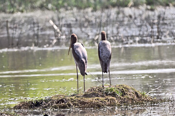 Two Herons Standing on Mud