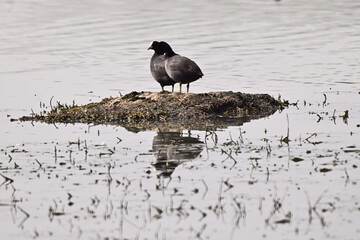 Birds Resting on Rocky Surface