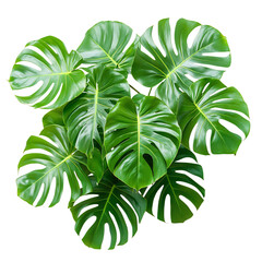 A Tropical Monstera Plant with Large Fenestrated Leaves Isolated on Transparent Background