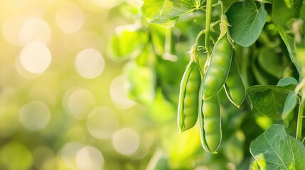 Close-up of green peas in their pods on the vine, soft background blur offering space for agricultural text.