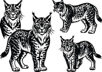 Obraz premium Eurasian lynx Silhouette set black Vector design, Eurasian lynx Illustration Vector animal set Design for Printing and Craft Projects.