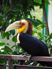Wreathed hornbill perching on fence
