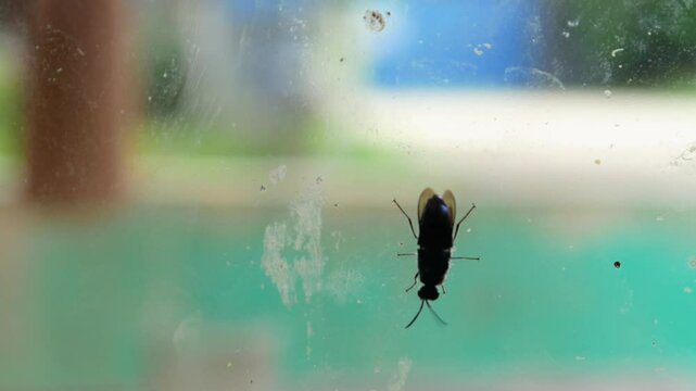 black soldier fly bsf (Hermetia illucens) on glass window wall