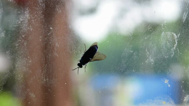 black soldier fly bsf (Hermetia illucens) on glass window wall