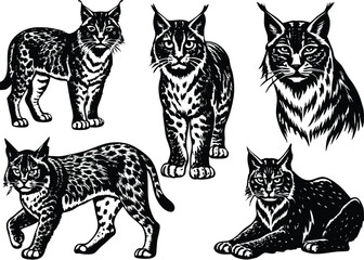 Fototapeta premium Eurasian lynx Silhouette set black Vector design, Eurasian lynx Illustration Vector animal set Design for Printing and Craft Projects.