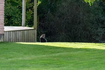 A cat sits peacefully on lush green grass in a serene backyard, surrounded by shaded areas and...