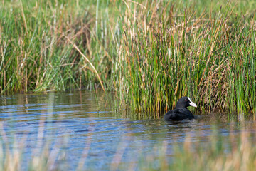 A black waterbird glides smoothly on the surface of a calm water body, surrounded by lush green reeds under bright sunlight. Nature showcases its beauty in a tranquil wetland
