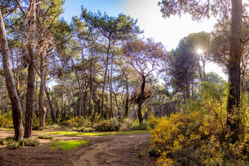 Fototapeta premium Lawn in Sorgun Forest on a sunny day. Manavgat, Antalya, Turkey