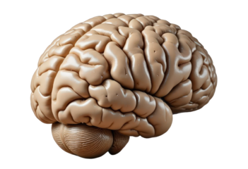 Human brain model with transparent background