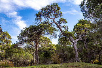 Fototapeta premium Crooked pine tree on the edge of Sorgun Forest on a sunny day. Manavgat, Antalya, Turkey