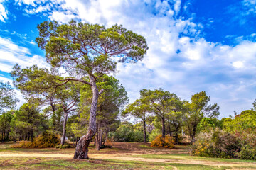 A lawn with lonely standing pine tree on a sunny day.  Sorgun Forest . Manavgat, Antalya, Turkey