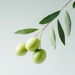 olive branch with green olives