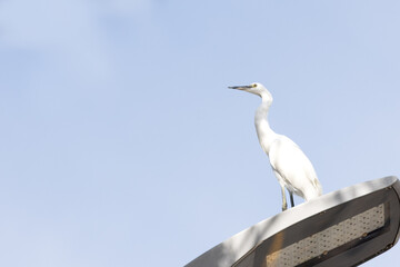 
White Heron Great Egret perching in Penang Malaysia
