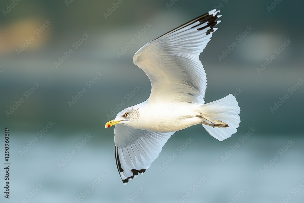 Poster a white bird in flight above a calm body of water, suitable for use as a background or symbol