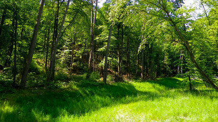 Beautiful forest in Kashubia. Poland.