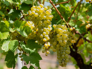 Fototapeta premium Bunch of yellow grapes in the vineyard at sunset, sunrays, natural vineyards.