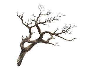 Dry tree branch without leaves