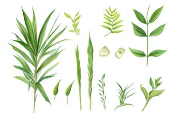 Obraz premium Illustration showcasing various parts of the Chamaedorea plant in detailed arrangement