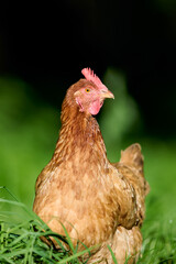 Close-up of a brown chicken standing on green grass, with a red comb and wattles, against a blurred dark background.