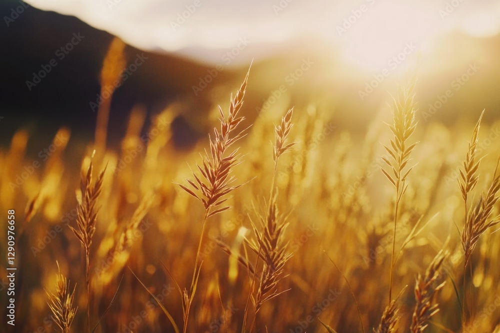 Aufkleber a serene landscape with a vast field of grass and the sun setting in the background, great for outdo