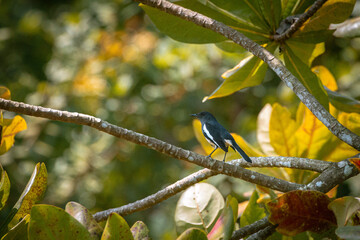Oriental magpie-robin bird perching on a colorful tree branch