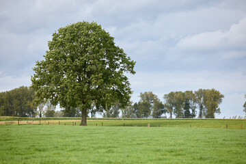 Solitary tree with a full canopy in a green field, surrounded by grass and a background of trees and a fence. Rural landscape with clouds. Pastoral view.