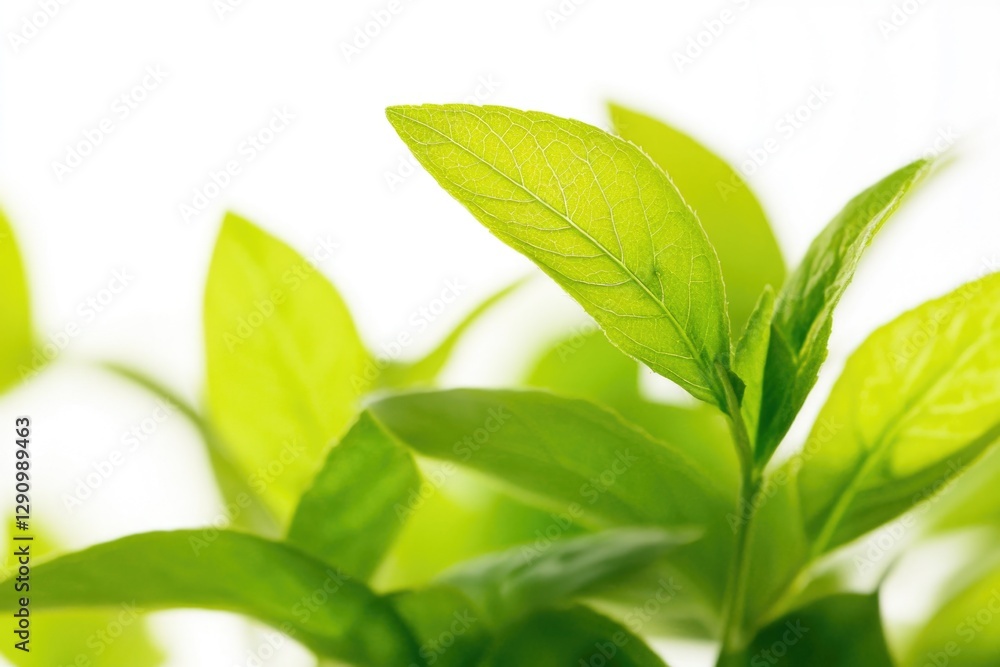Poster a detailed view of a leafy plant, great for highlighting textures and patterns