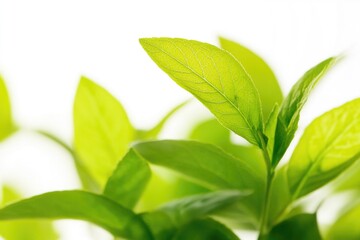 Obraz premium A detailed view of a leafy plant, great for highlighting textures and patterns