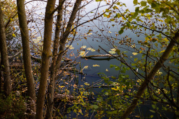 A calm lakeside scene framed by thin tree trunks and branches with green and yellow leaves. The...