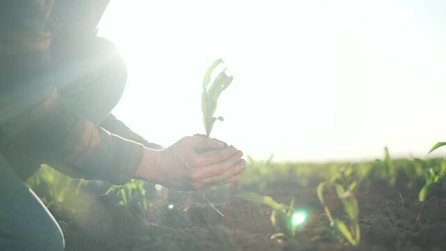 Farmer planting seedling fertile soil. farmer hands nurturing seedling emphasizing fertile land. Farmer contributing environmental sustainability by planting soil. farmer works promoting fertile land