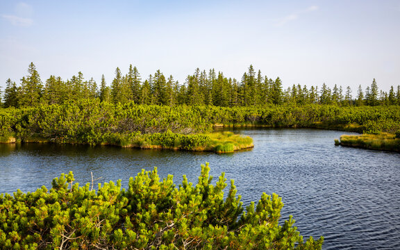 View of serene Lovrenska jezera lake surrounded by tranquil swamp and lush forest, Rogla, Slovenia.