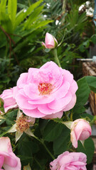 pink roses in garden