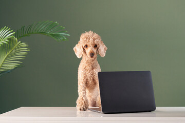A curly-haired poodle stands next to a laptop on a white table against a green background. The...