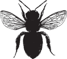 vector illustration of a dragonfly