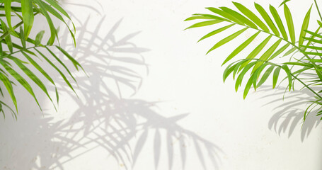 Green palm tree leaves branches with soft sunlight shadows on abstract textured concrete wall...
