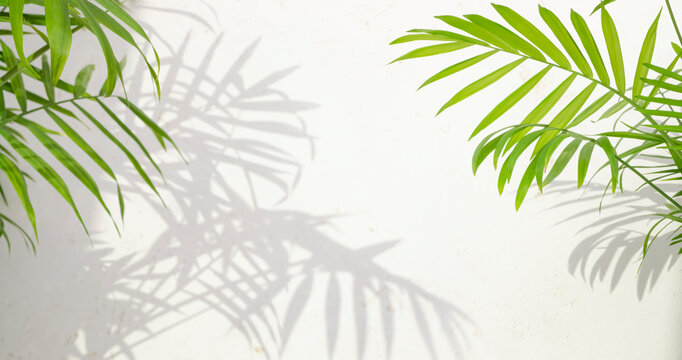 Green palm tree leaves branches with soft sunlight shadows on abstract textured concrete wall background