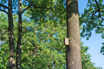 A typical homemade wooden birdhouse, a closed artificial nest for small birds, mostly nesting in hollows. A bright sunny day in the spring in a city park. High quality photo