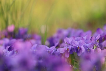viola mammola in primavera