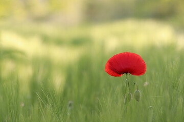 fiori di papavero in primavera