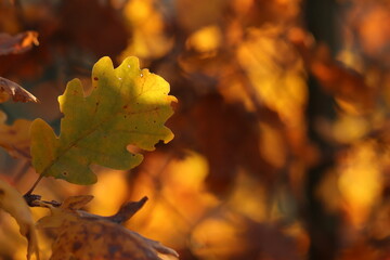 foglie nel bosco in autunno