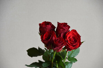 赤い薔薇
