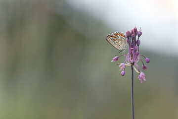 una farfalla licenide al tramonto