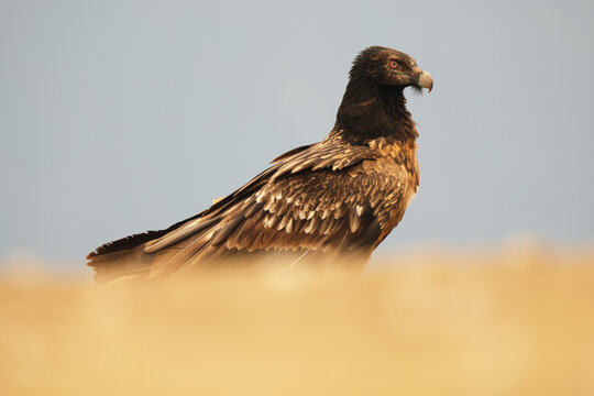 Majestic bearded vulture in the Pyrenees, subadult stage